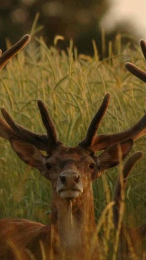 L'Hotie De Broceliande, Au Coeur Des Sites Naturels Et Legendaires Paimpont Exterior foto