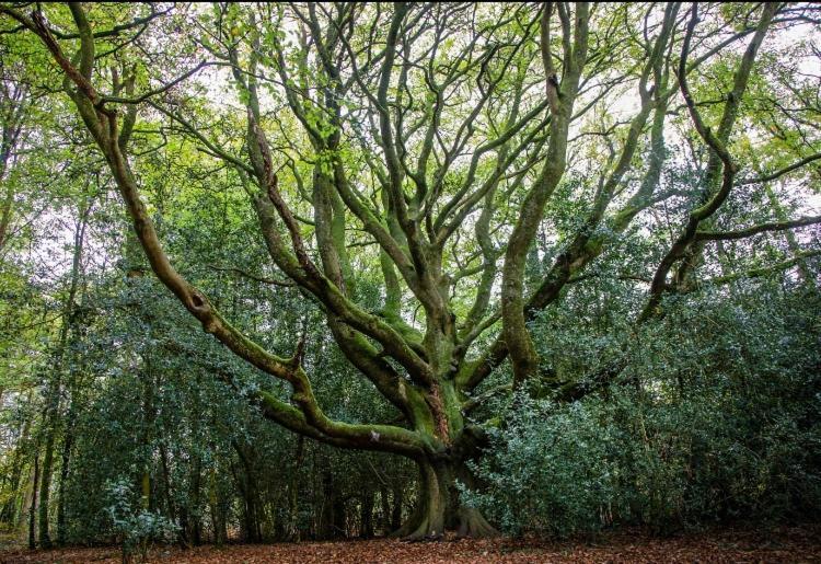 L'Hotie De Broceliande, Au Coeur Des Sites Naturels Et Legendaires Paimpont Exterior foto