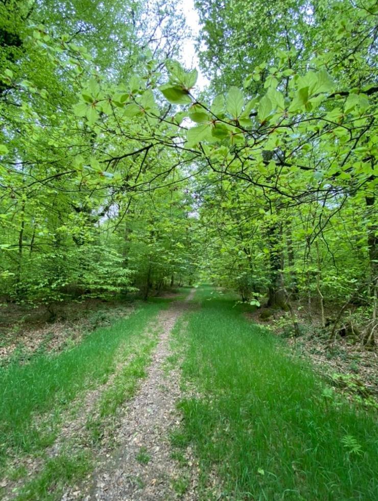 L'Hotie De Broceliande, Au Coeur Des Sites Naturels Et Legendaires Paimpont Exterior foto